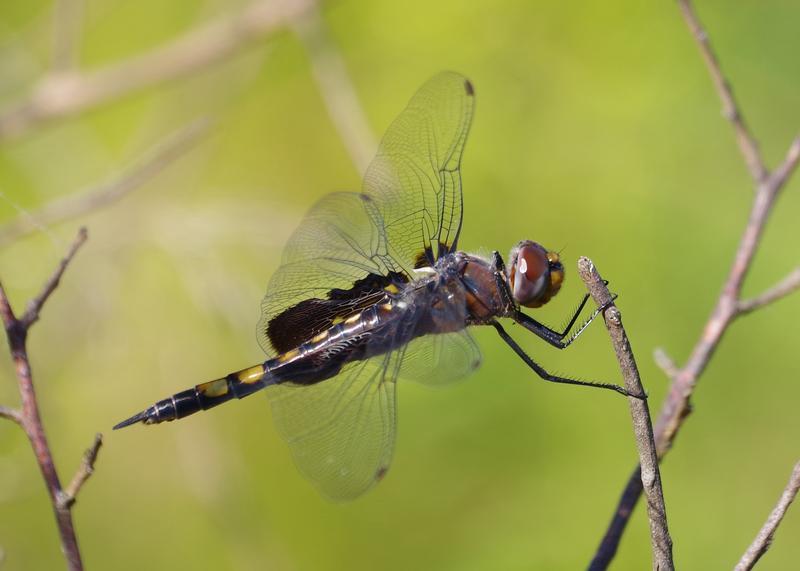 Photo of Black Saddlebags