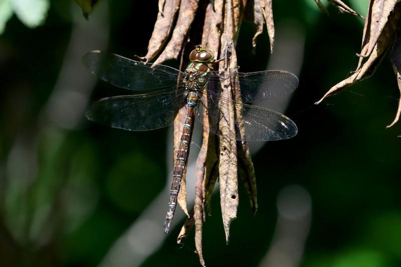 Photo of Shadow Darner