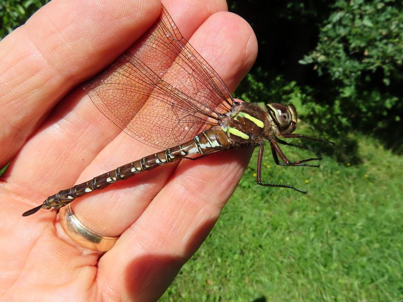 Photo of Shadow Darner