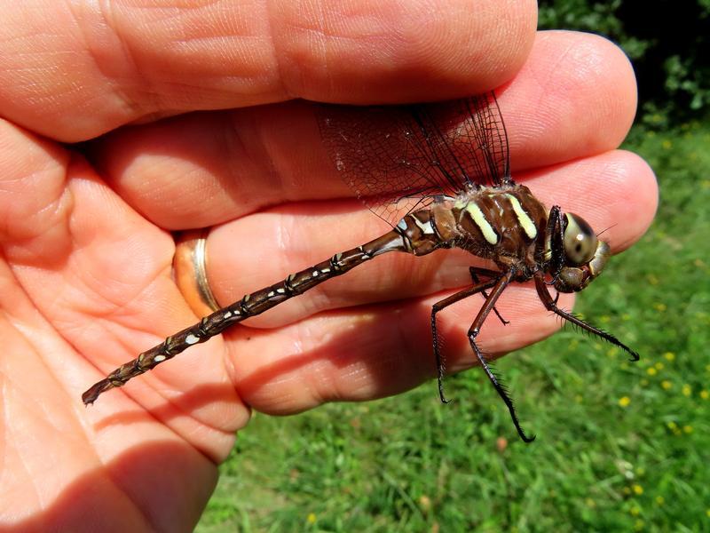 Photo of Shadow Darner