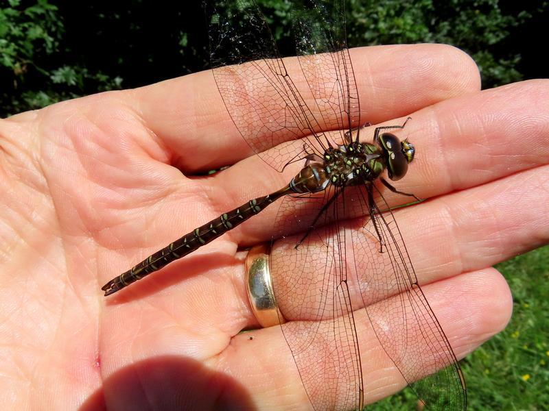 Photo of Shadow Darner