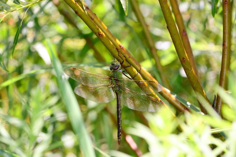 Photo of Common Green Darner