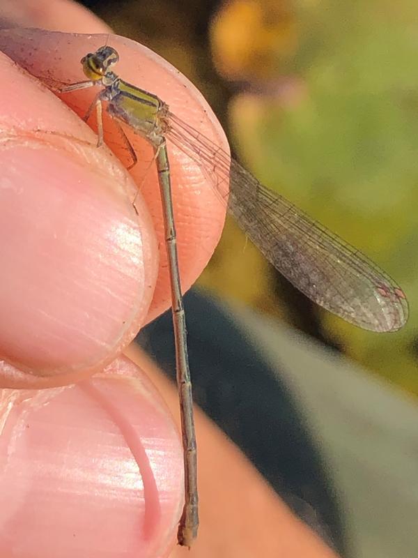 Photo of Orange Bluet