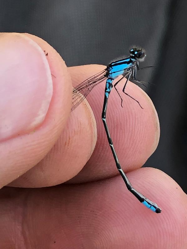 Photo of Skimming Bluet