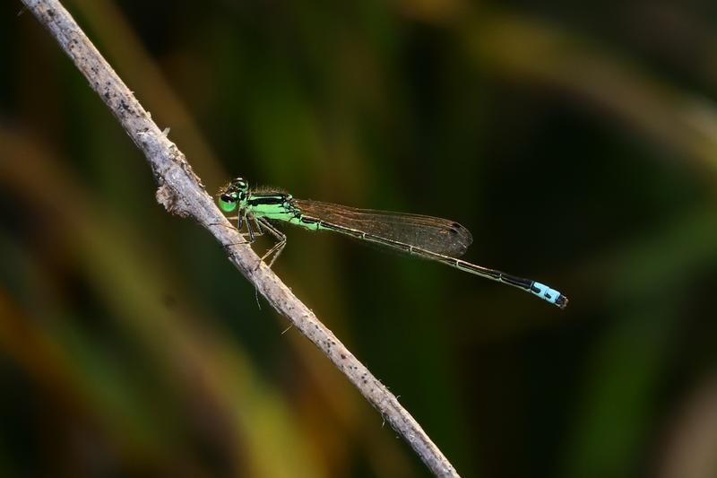 Photo of Eastern Forktail