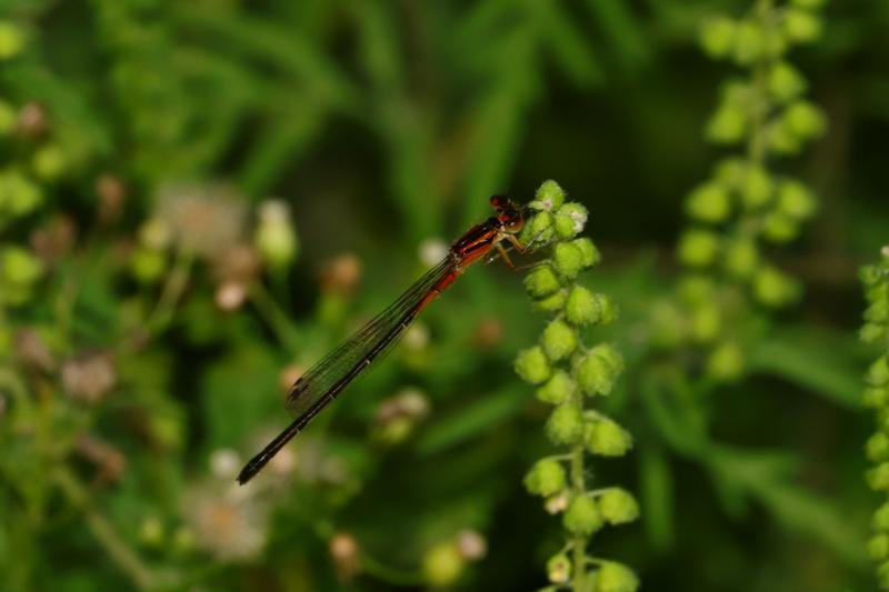 Photo of Eastern Forktail