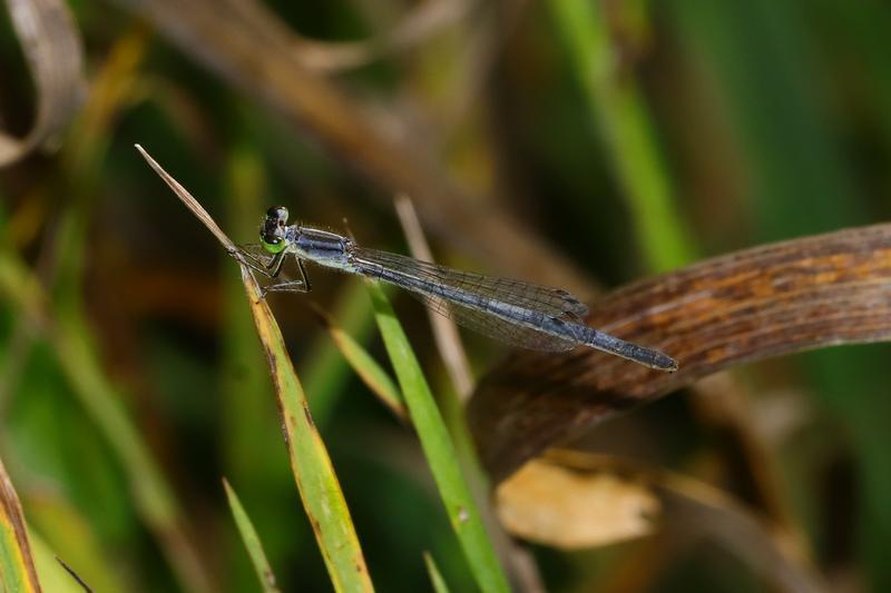 Photo of Eastern Forktail
