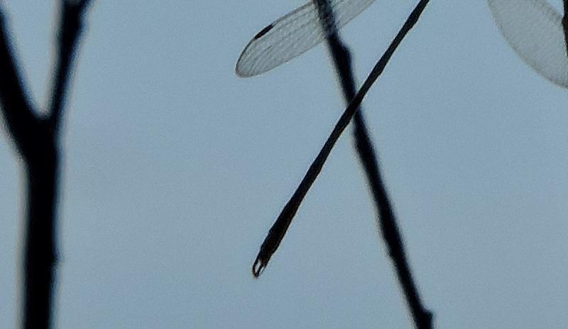 Photo of Swamp Spreadwing