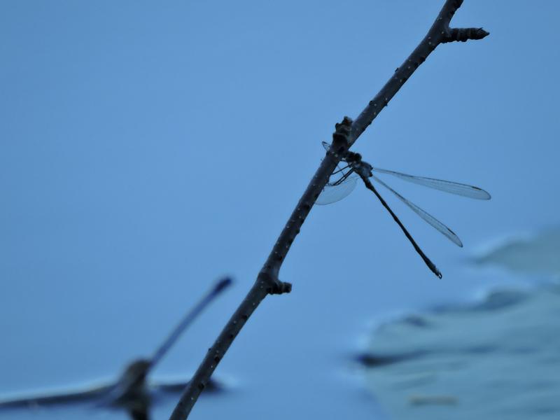 Photo of Swamp Spreadwing