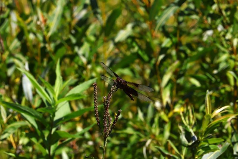 Photo of Widow Skimmer