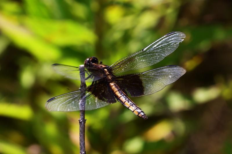 Photo of Widow Skimmer