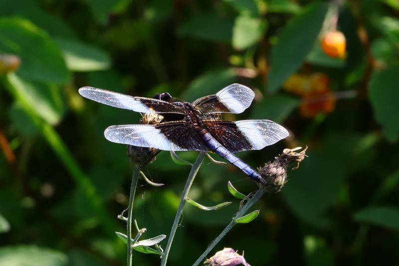 Photo of Widow Skimmer