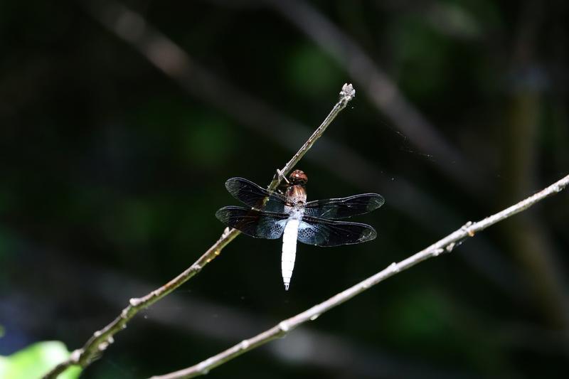 Photo of Common Whitetail