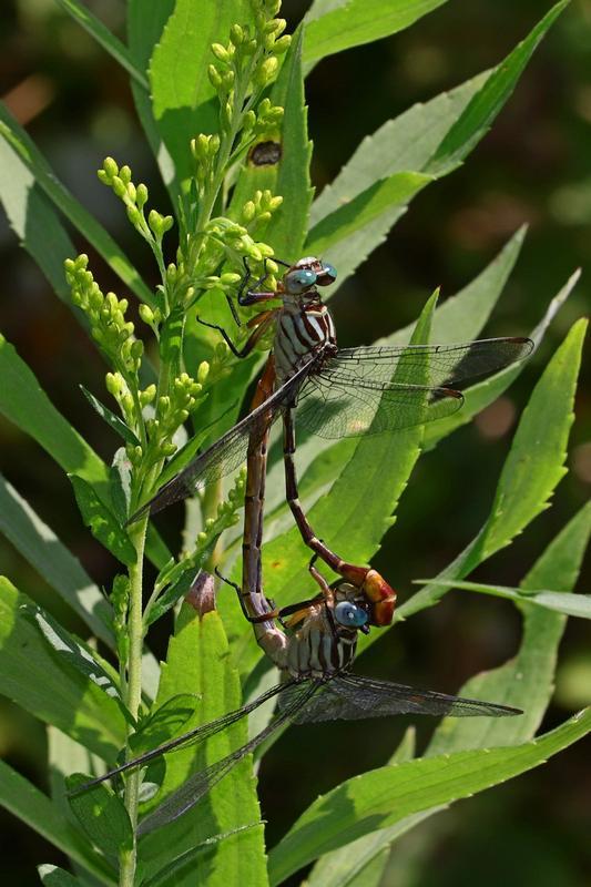 Photo of Russet-tipped Clubtail