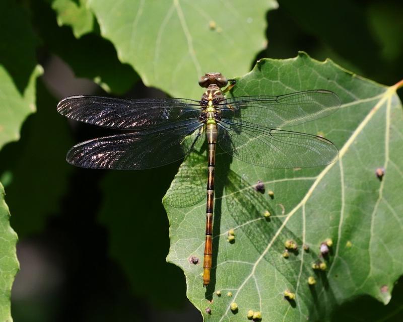 Photo of Russet-tipped Clubtail