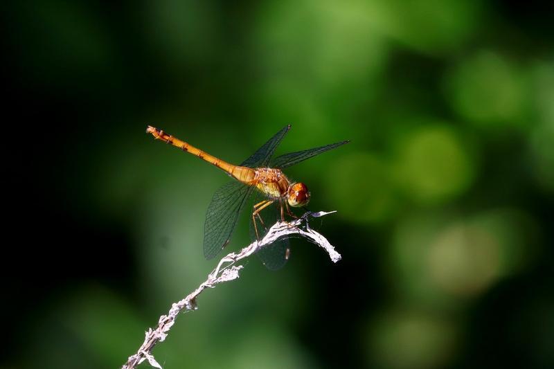 Photo of Autumn Meadowhawk