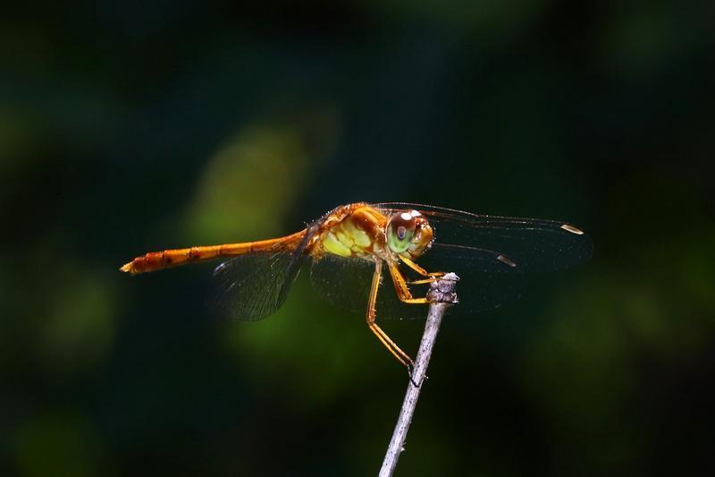 Photo of Autumn Meadowhawk