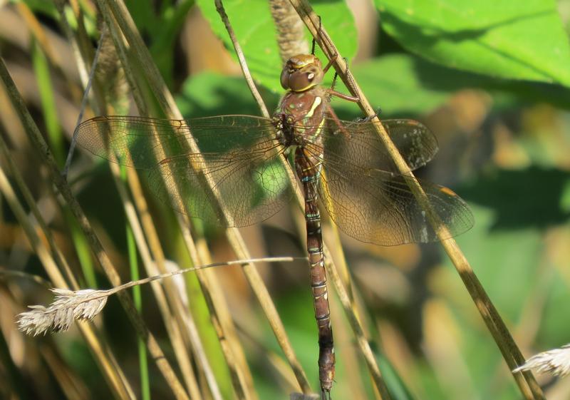 Photo of Shadow Darner