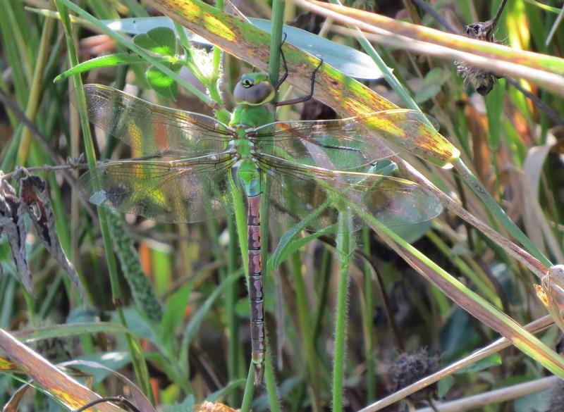 Photo of Common Green Darner