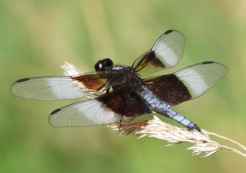 Photo of Widow Skimmer