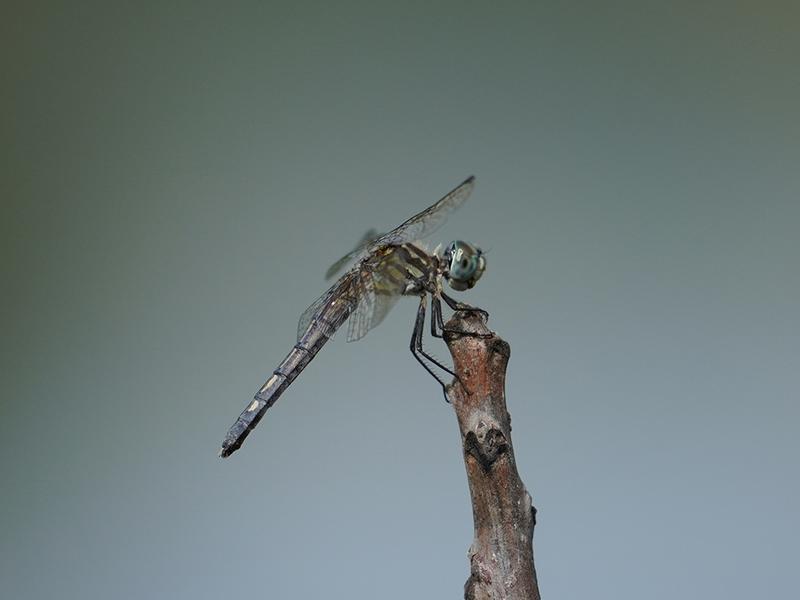 Photo of Blue Dasher