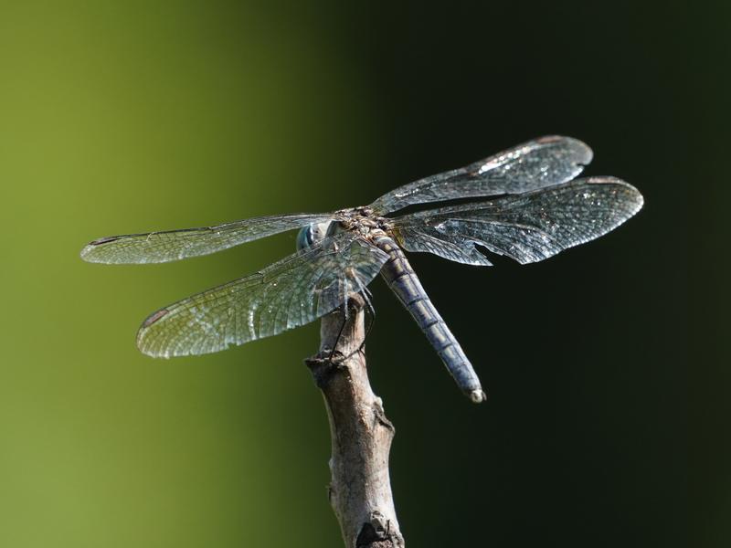 Photo of Blue Dasher