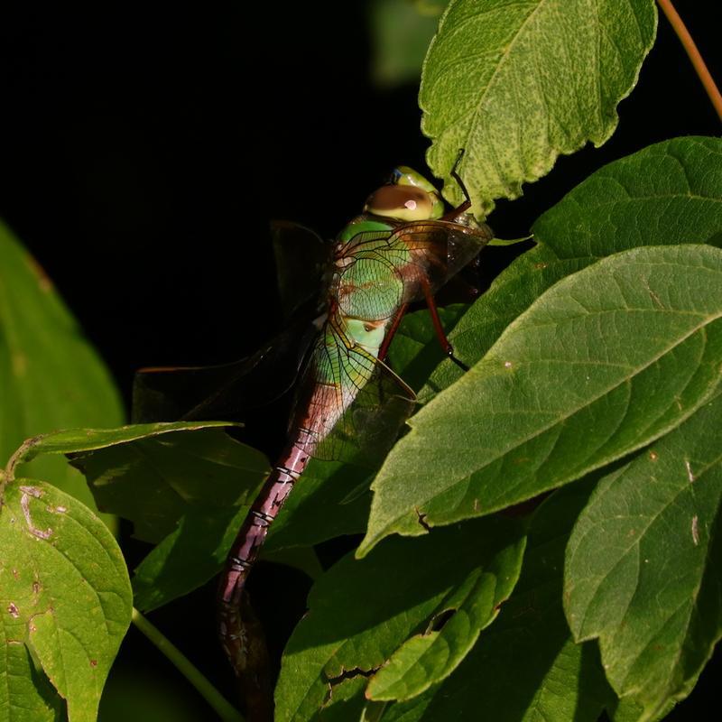Photo of Common Green Darner