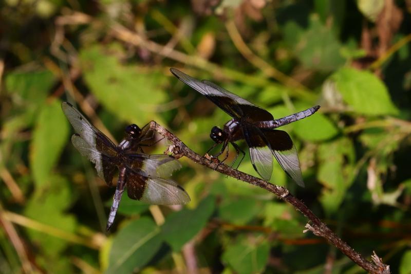 Photo of Widow Skimmer