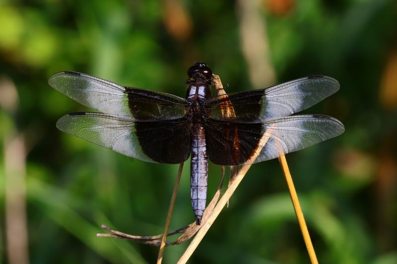 Photo of Widow Skimmer