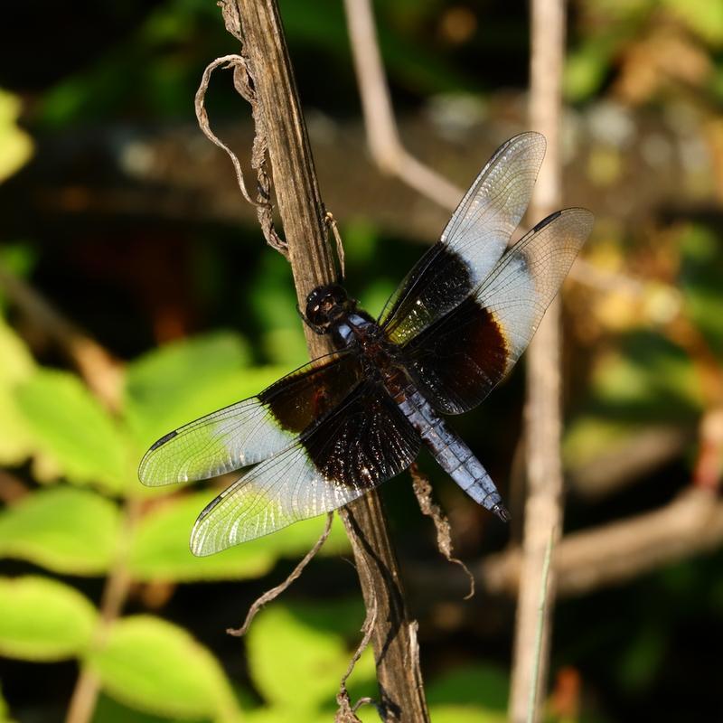 Photo of Widow Skimmer