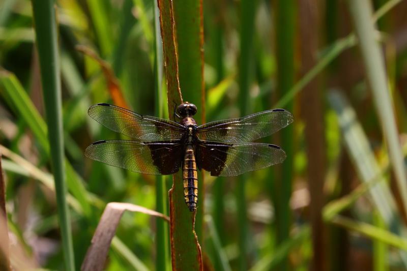 Photo of Widow Skimmer