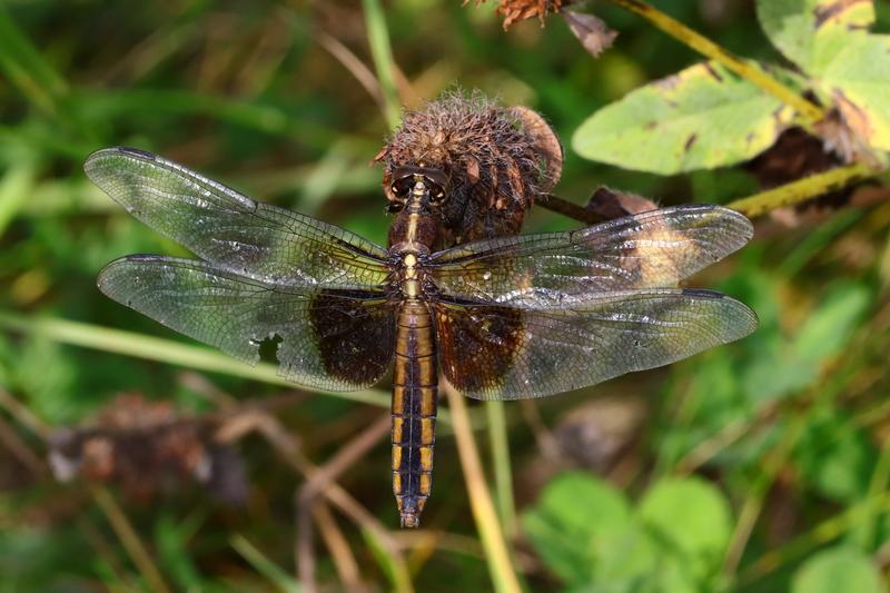 Photo of Widow Skimmer