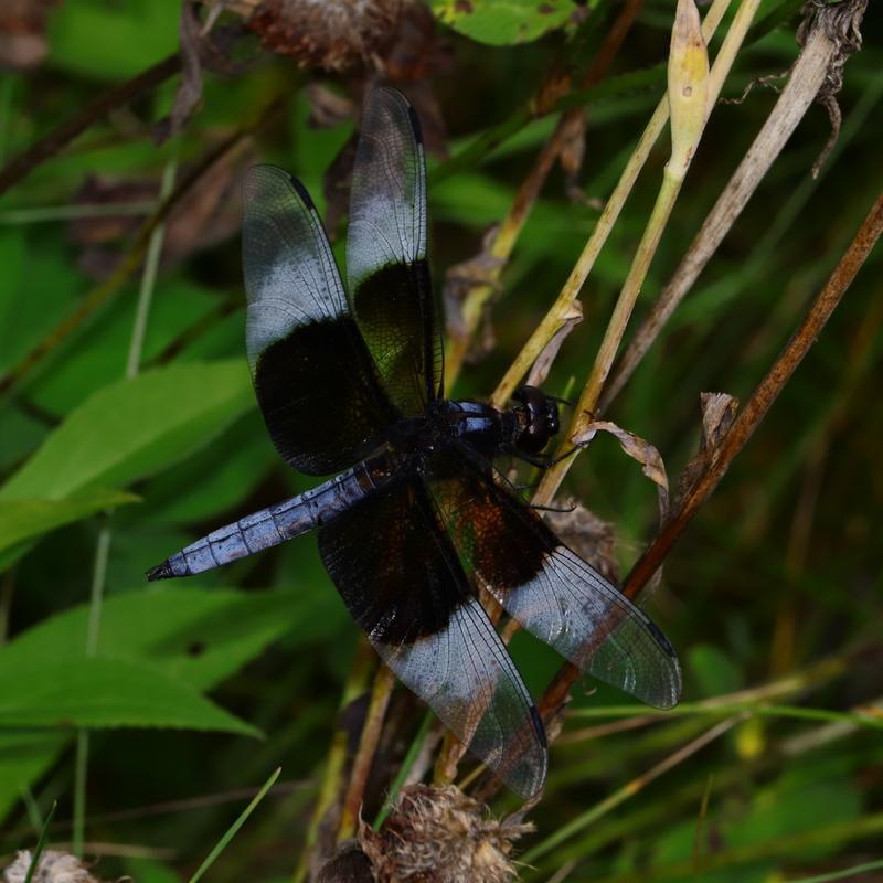 Photo of Widow Skimmer