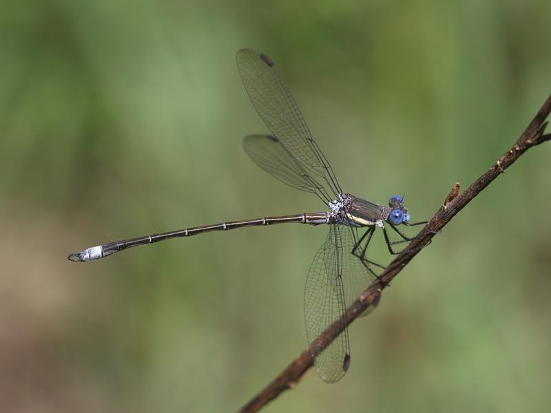 Photo of Great Spreadwing