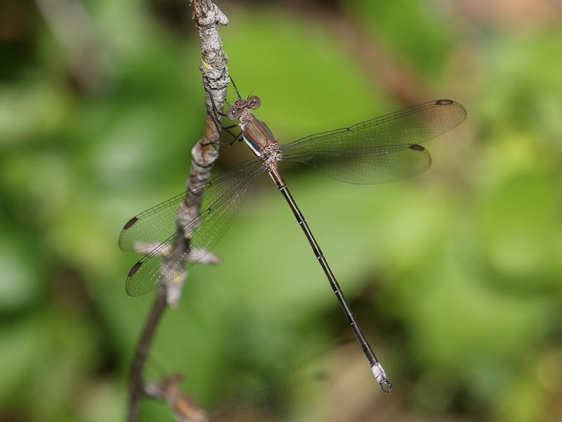 Photo of Great Spreadwing