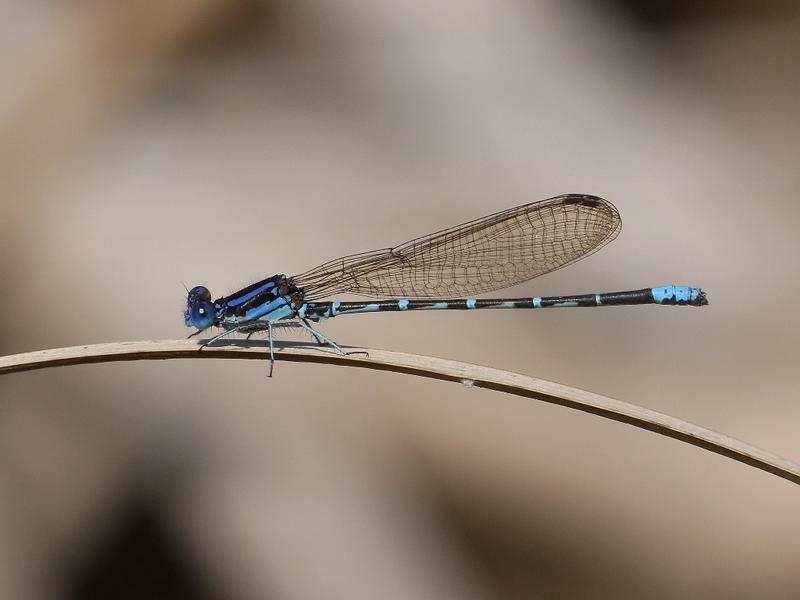 Photo of Blue-ringed Dancer