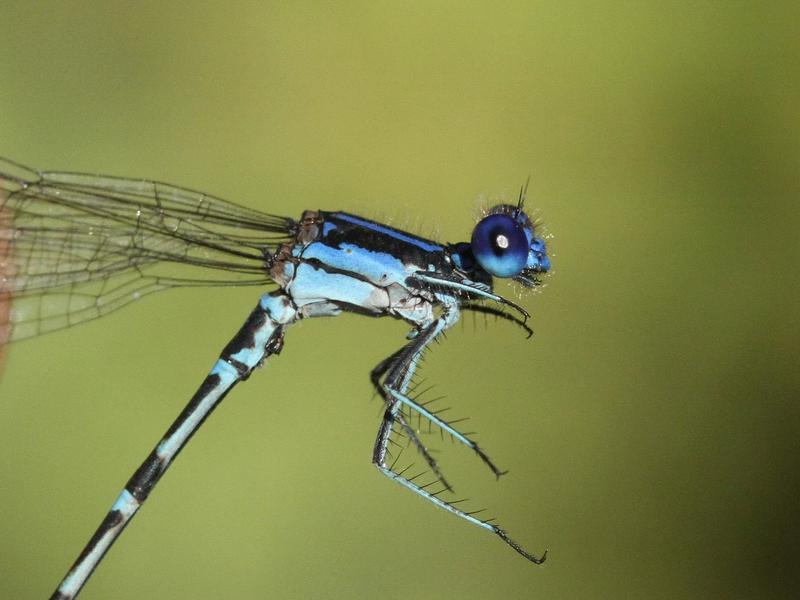 Photo of Blue-ringed Dancer