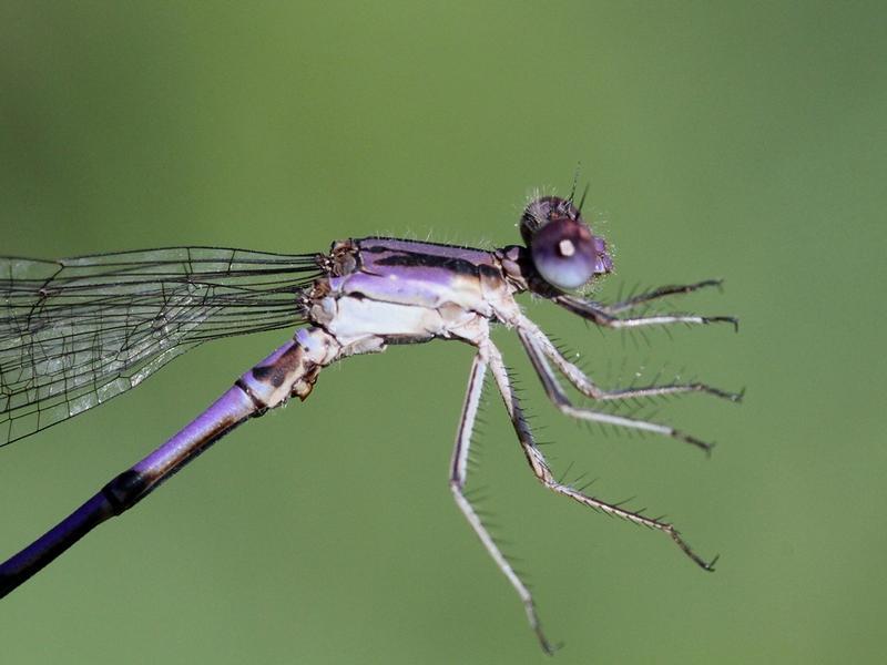 Photo of Variable Dancer (Violet Dancer ssp.)