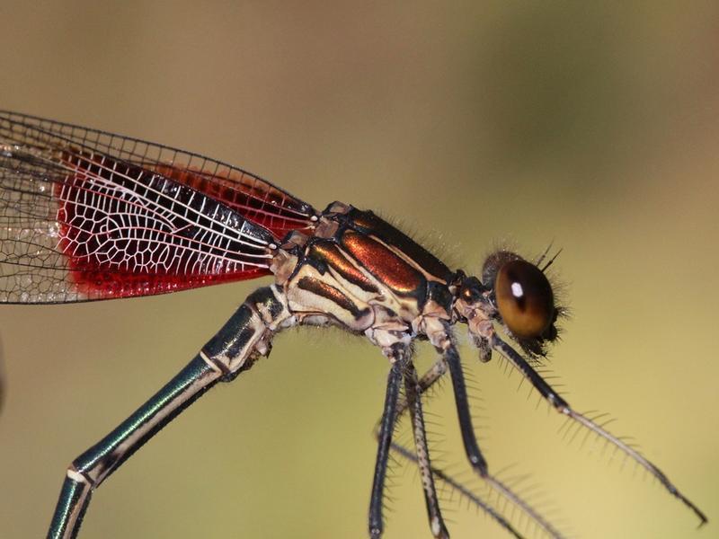 Photo of American Rubyspot