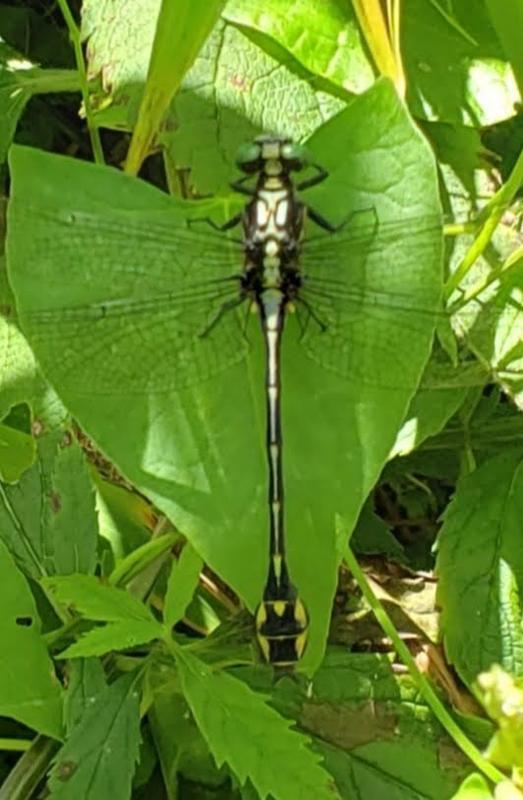 Photo of Riverine Clubtail