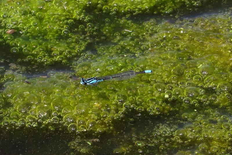 Photo of Skimming Bluet