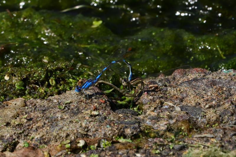 Photo of Tule Bluet