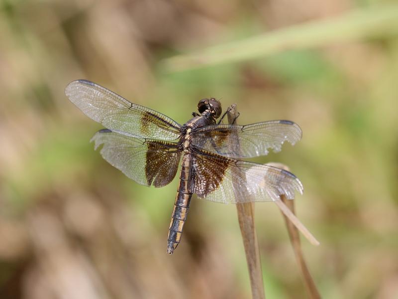 Photo of Widow Skimmer