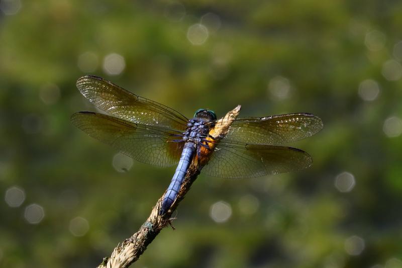 Photo of Blue Dasher