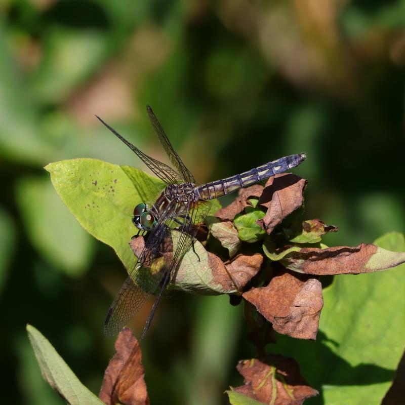 Photo of Blue Dasher