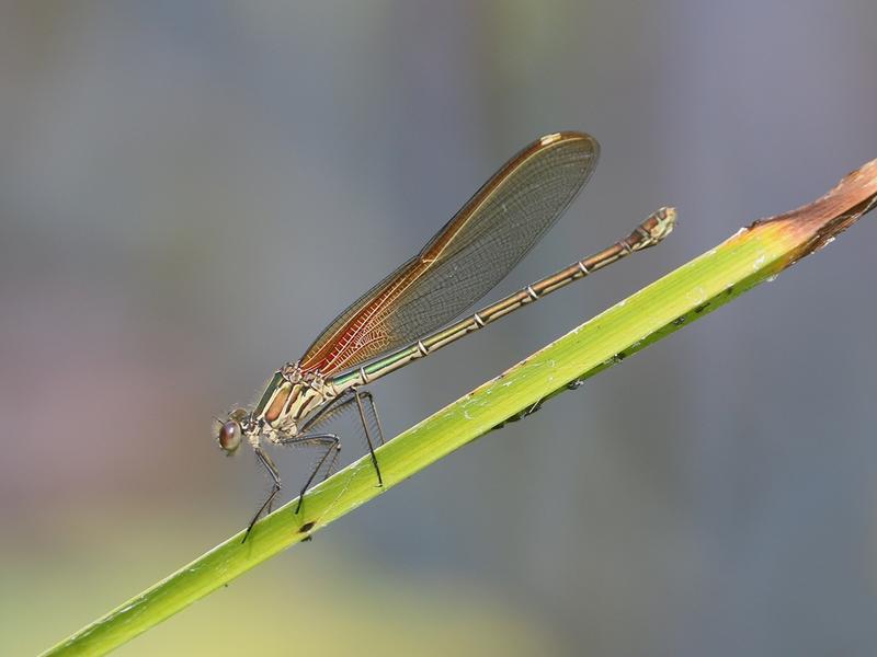 Photo of American Rubyspot