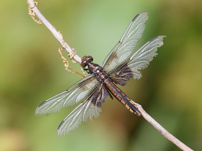 Photo of Widow Skimmer
