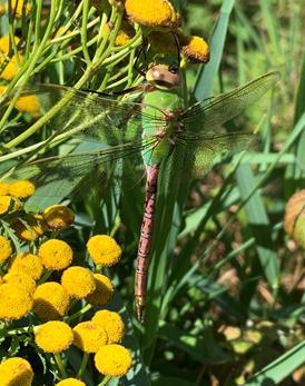 Photo of Common Green Darner