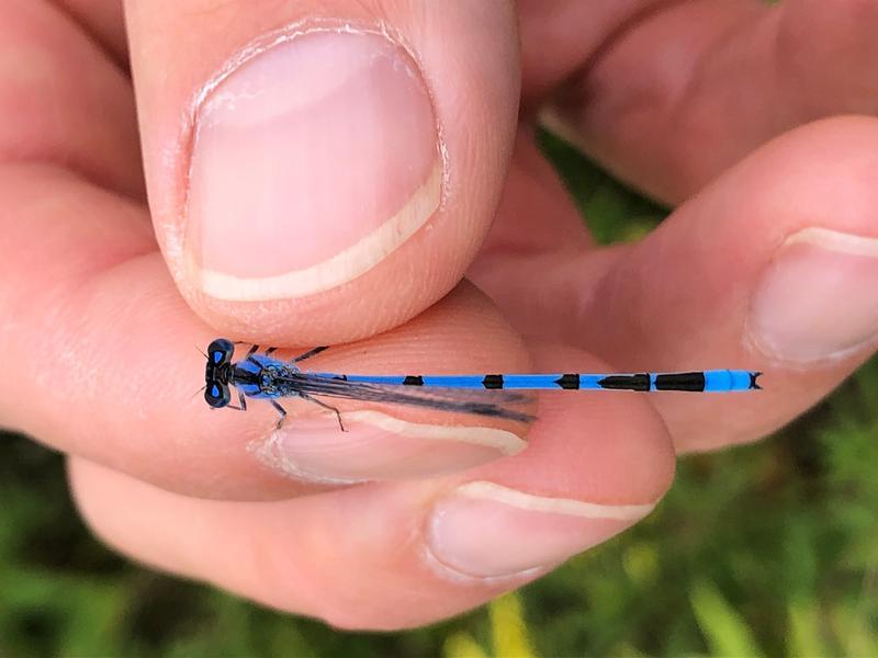 Photo of Familiar Bluet