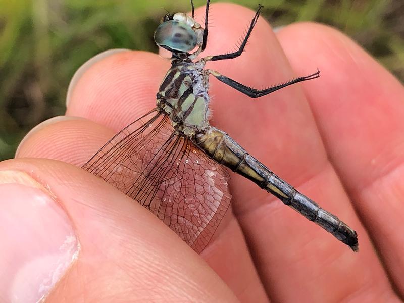 Photo of Blue Dasher